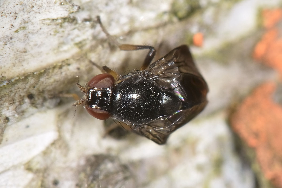 Drosophilidae?  S, Stegana (Stegana) cfr. furta